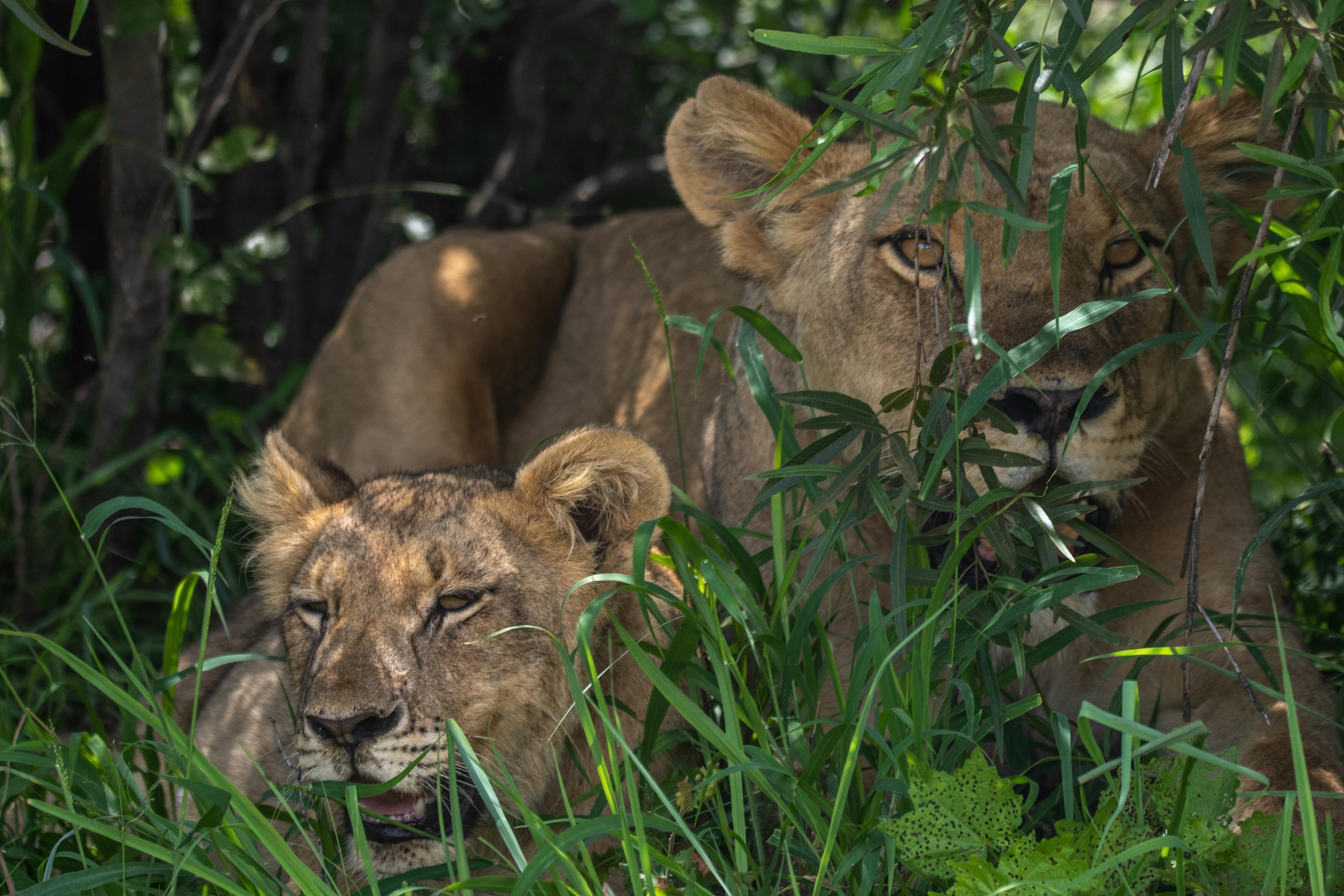 Wildlife Safari